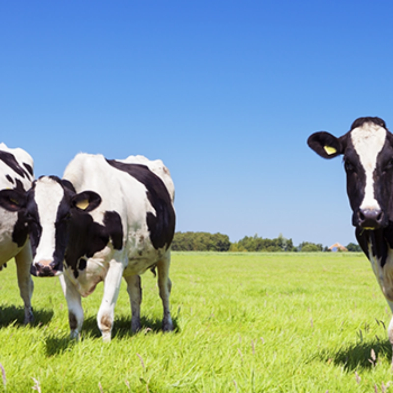 Livestock
